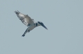 Bonte IJsvogel (2)